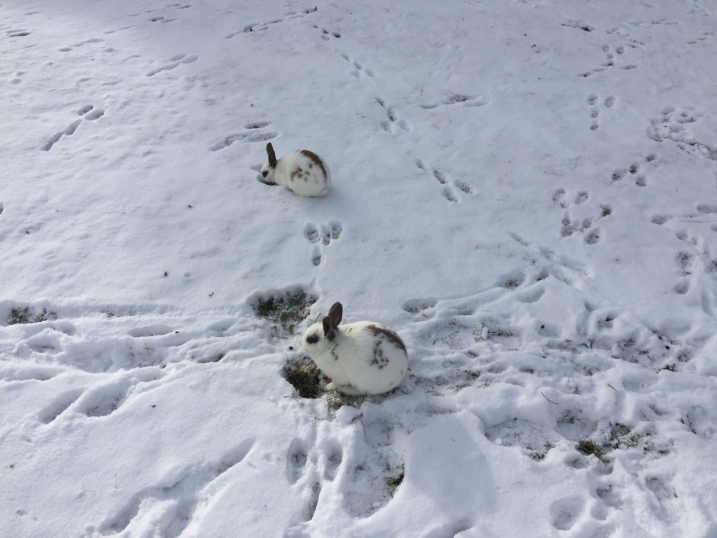 Canmore bunnies Canadian Rockies 