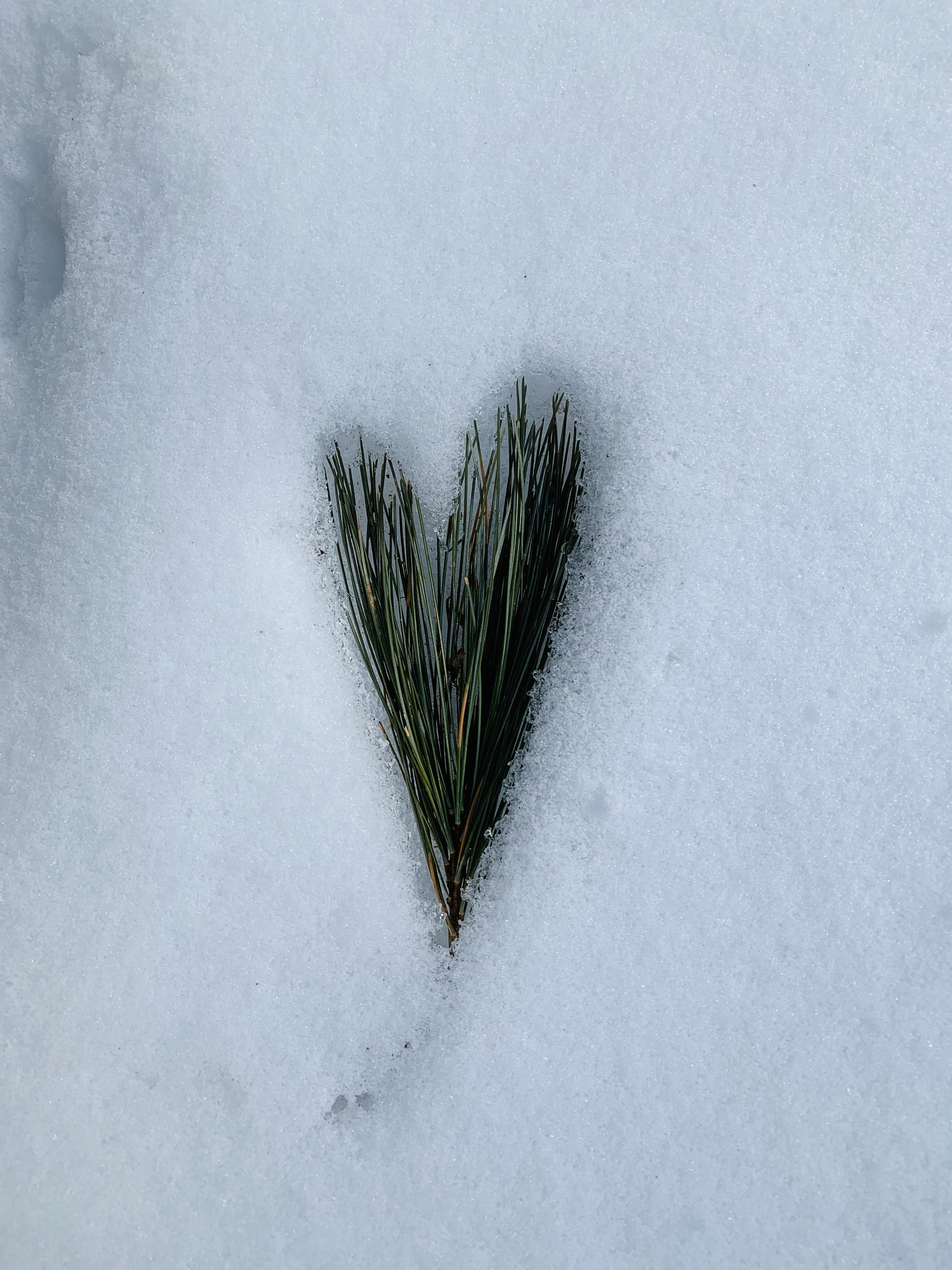 pine needles found Cross country skiing