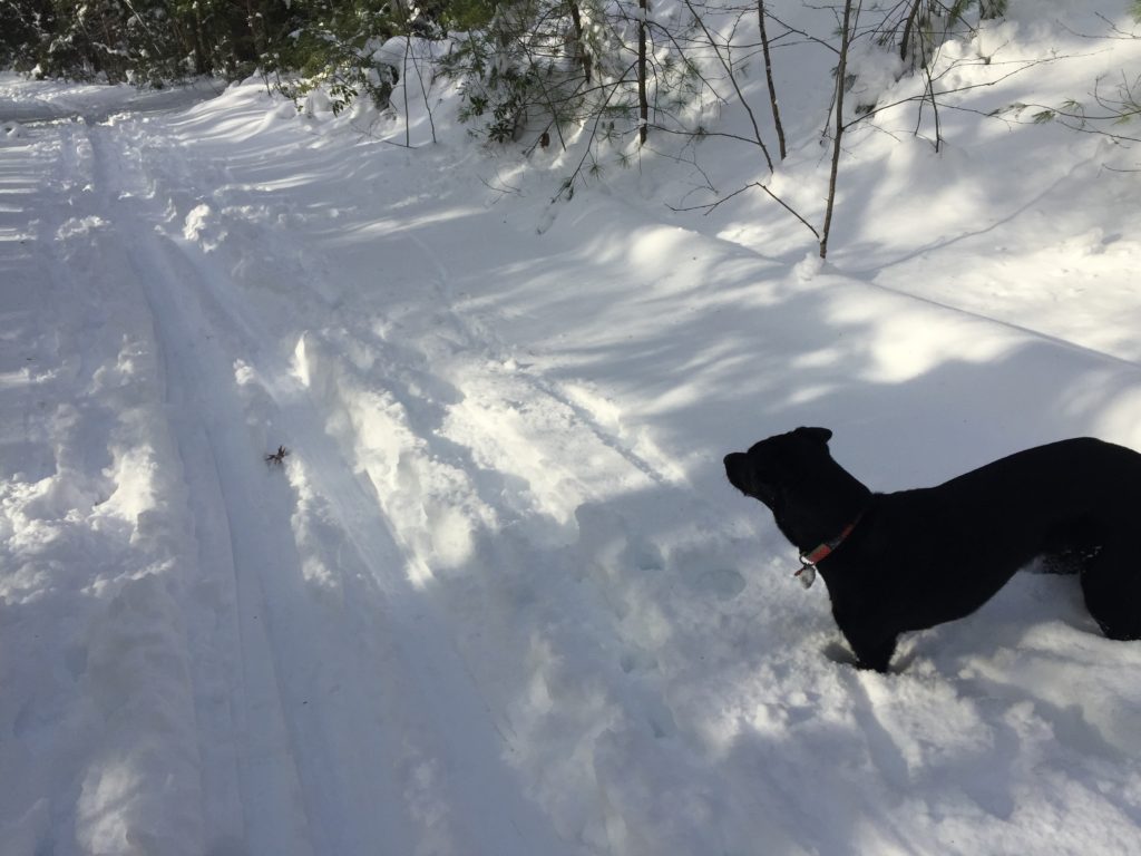 dog near  Cross country skiing trail