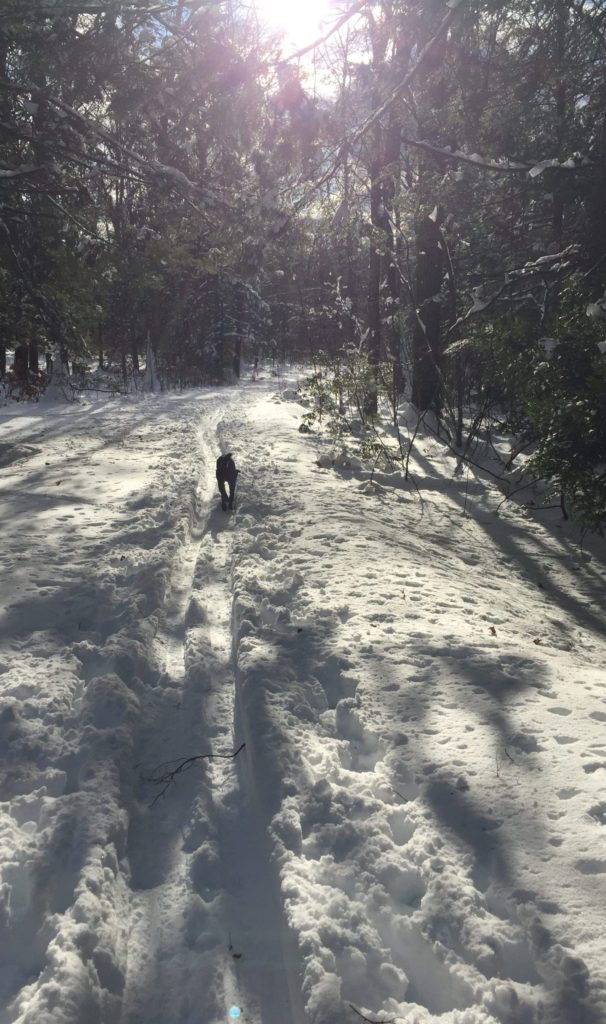 Dog on Cross country skiing trail