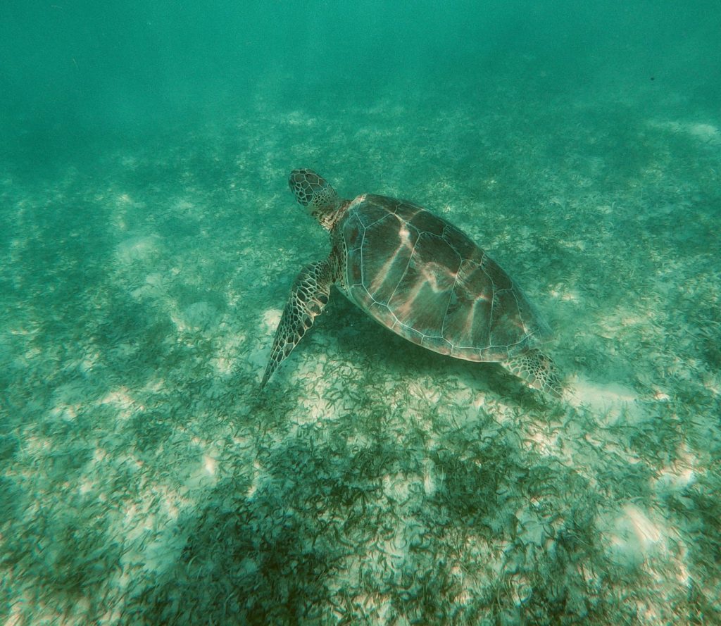 Turtle at Akumal-Outdoor Adventures on the Yucatan-