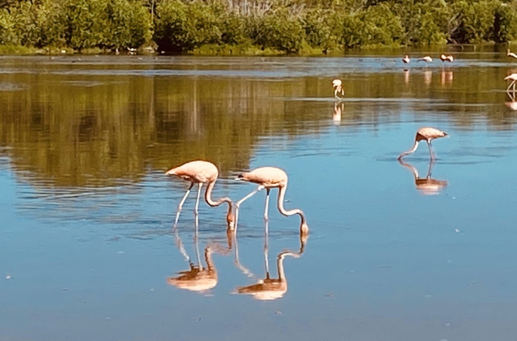 flamingos on brown-blue pond-kayaking to flamingos Celestun