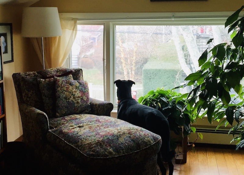 dog looking out window in Dog friendly Provincetown