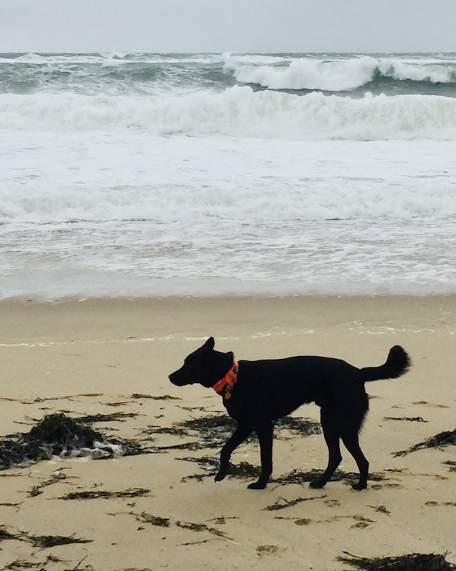 dog friendly beach in Provincetown