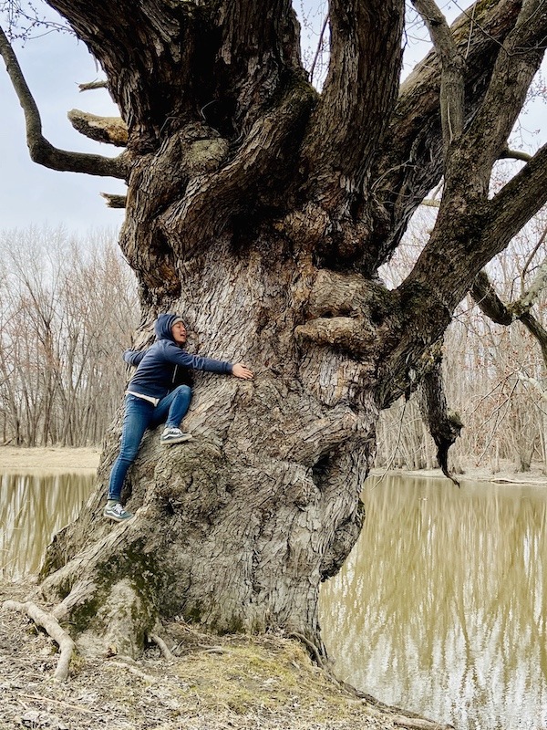 day hikes in Northern Vermont-big tree