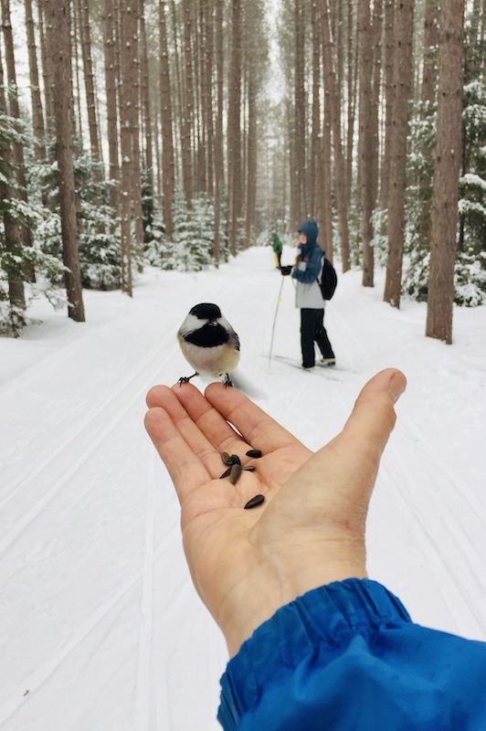 chickadee on hand in winter-outdoor-adventure-reflections-for-2020