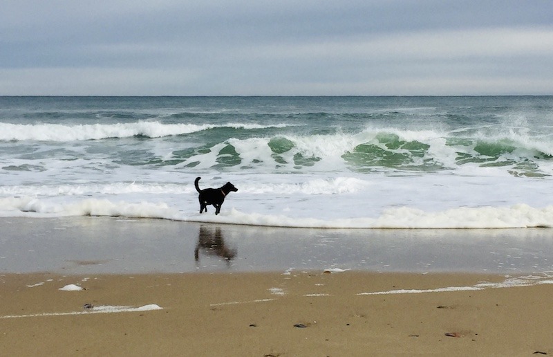 black dog in ocean, Dog friendly Provincetown