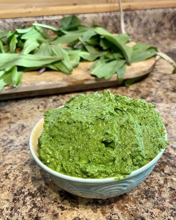 Wild Ramp Pesto Ultimate Guide to Wild Edibles: Wild Ramps - Outdoor Adventure Sampler