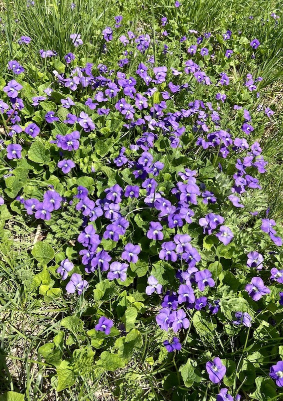Spring Wild Edibles-violet