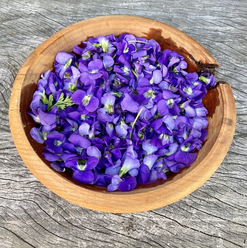 Spring Wild Edibles violets