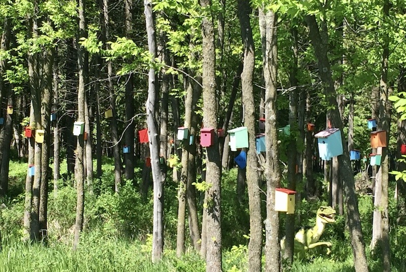 birdhouse forest in the Champlain Islands