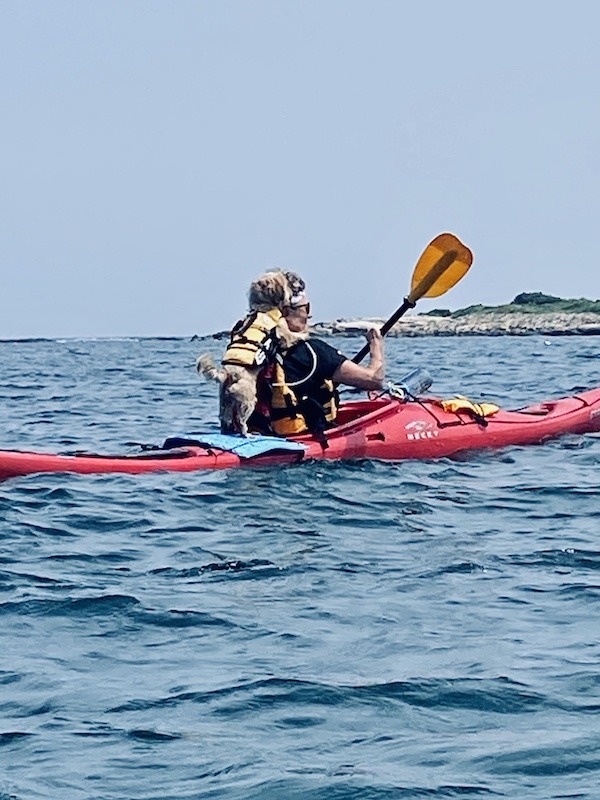 Dog on back of sea kayak