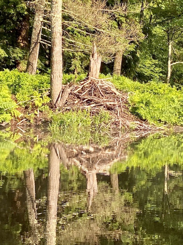 Beaver lodge at Tully Lake