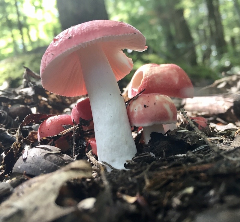 Mushroom at Tully Lake
