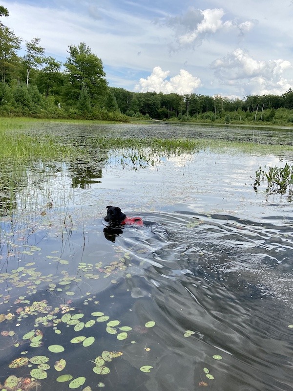 Dog in Wickett Pond- outdoor adventures in Western Massachusetts
