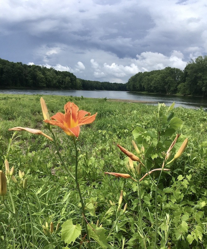 flower and river in outdoor adventures in Western Massachusetts