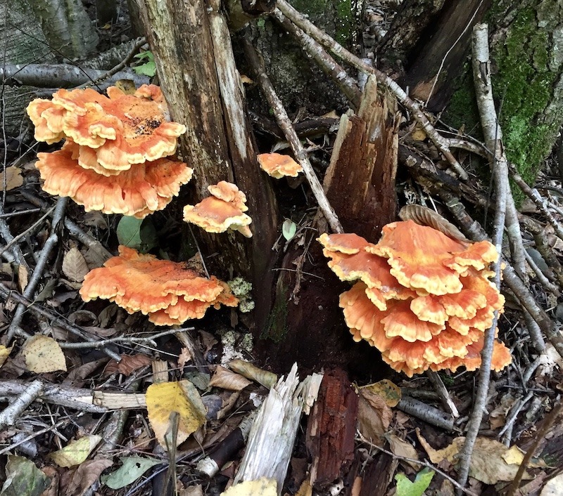 orange mushroom found on the 30 Day Outdoor Challenge