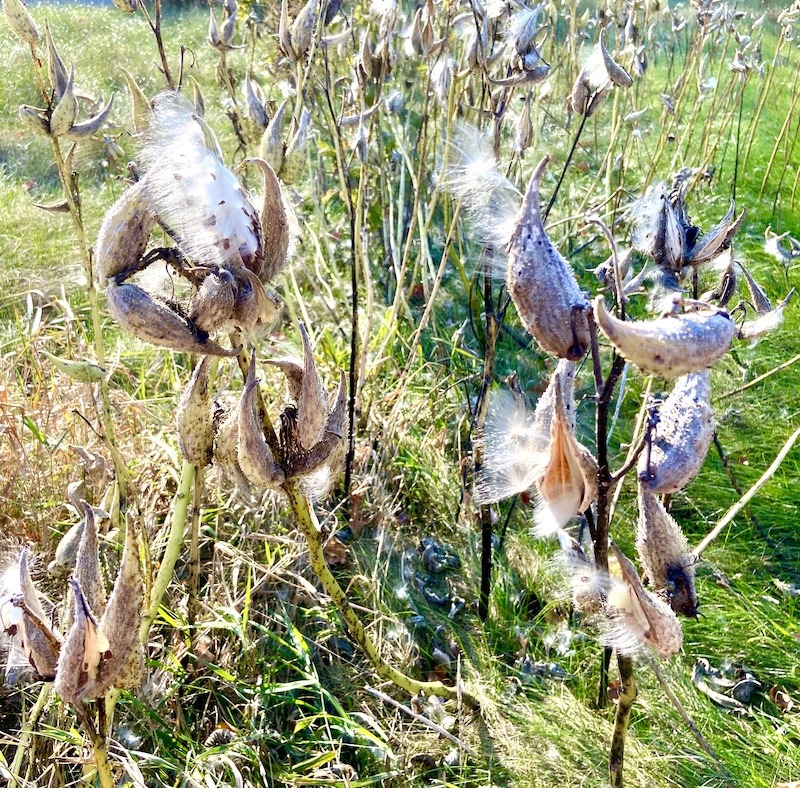 milkweed seeds and pods on the 30 Day Outdoor Challenge