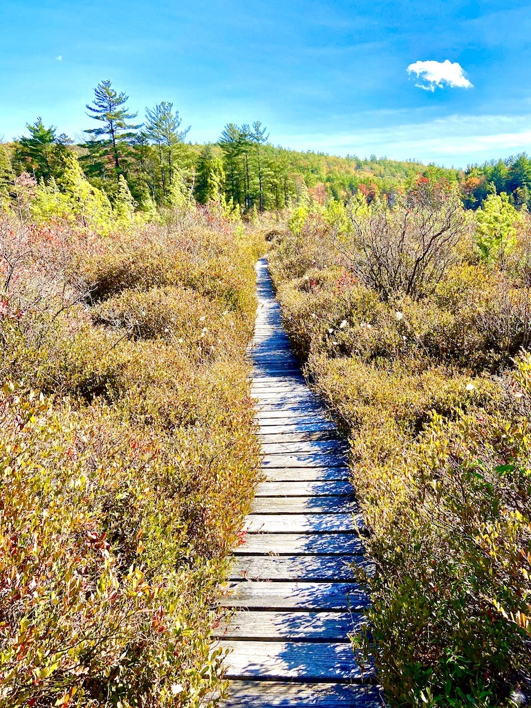 wooden bog walkway on an outdoor spiritual retreat
