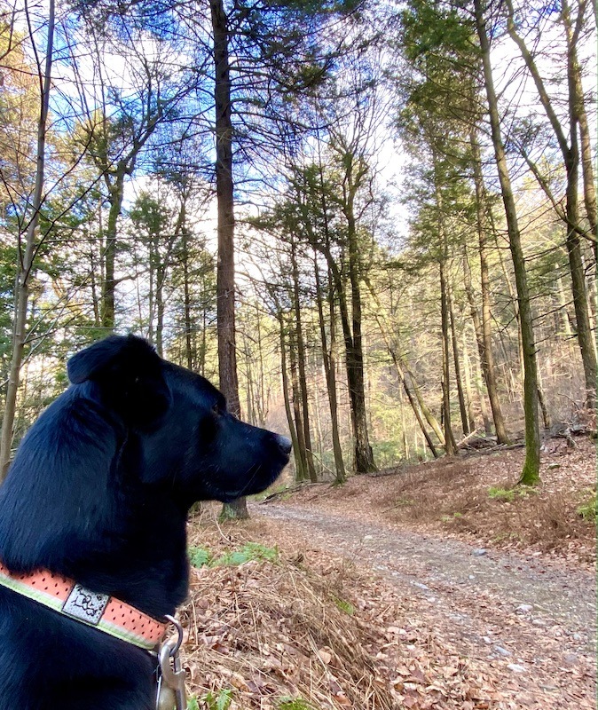 Outdoor Activities of Mt. Toby-black dog