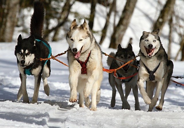 Dogs pulling sled