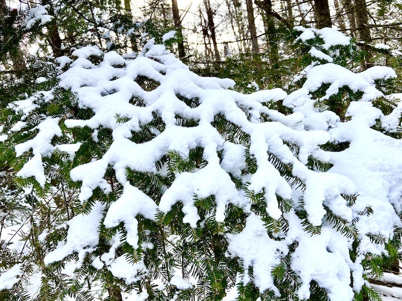 tree with snow near free cross country skiing near Hanover, New Hampshire