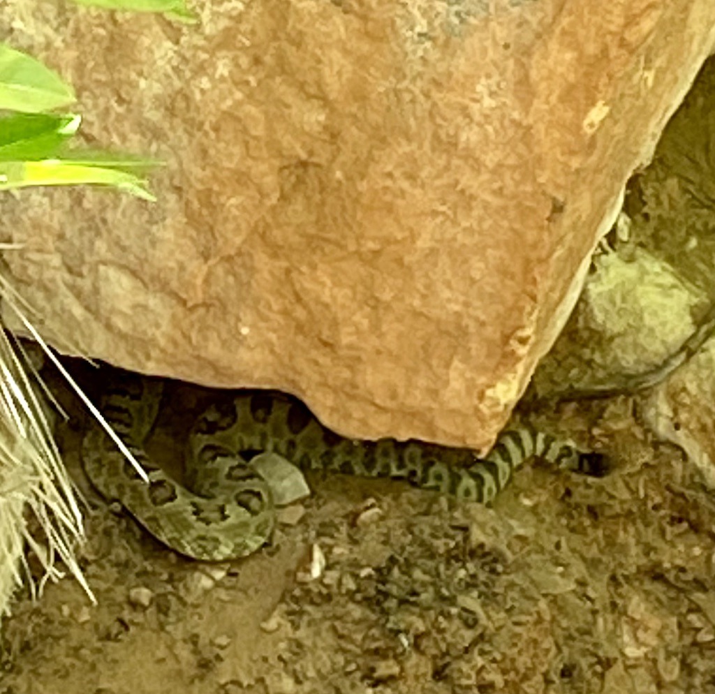 Rattlesnake under rock