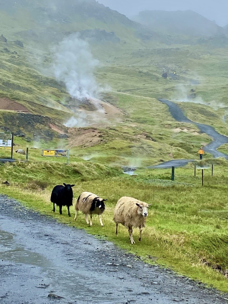 Steam valley hike with sheep in Iceland for active seniors