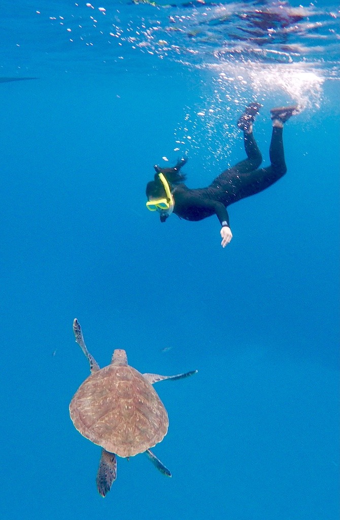 sea turtle of Tenerife with snorkeler watching from above