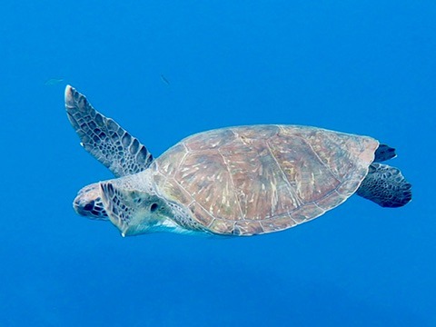 sea turtle of Tenerife