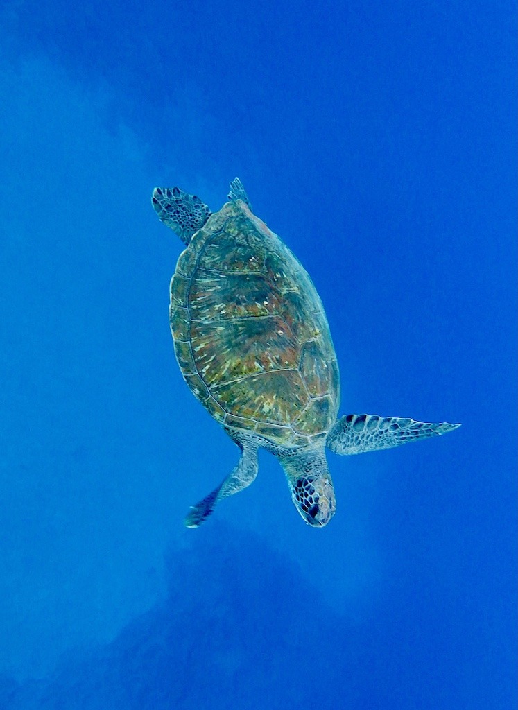 sea turtle of Tenerife
