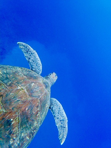 Are Sea Turtles Oviparous 