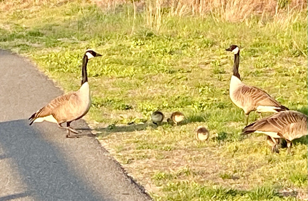 Canada goose with 3 babies