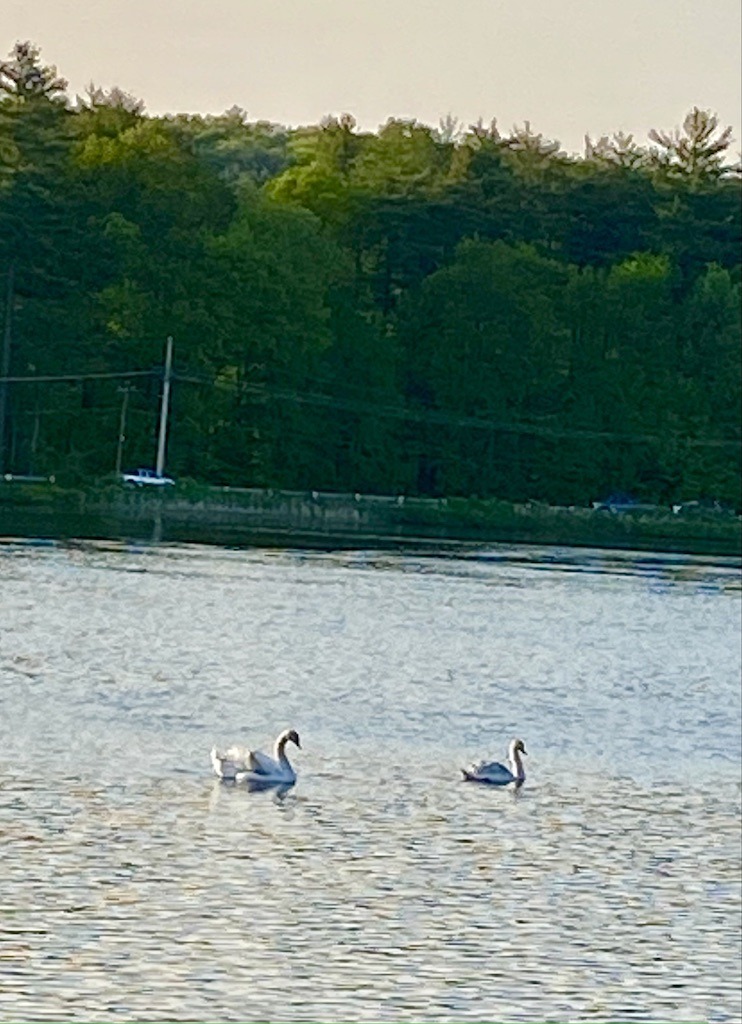 2 swans on the canal on one of the best bike trails in Western Massachusetts