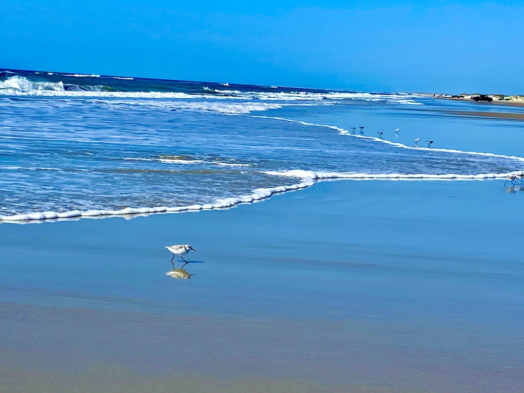 small shorebird in surf-one of the outdoor adventures on Ocracoke Island