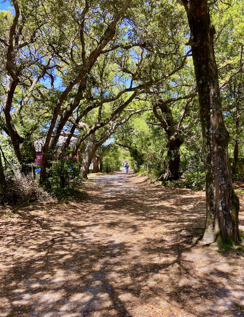 leaf covered lane under live oaks-one of the outdoor adventures on Ocracoke Island