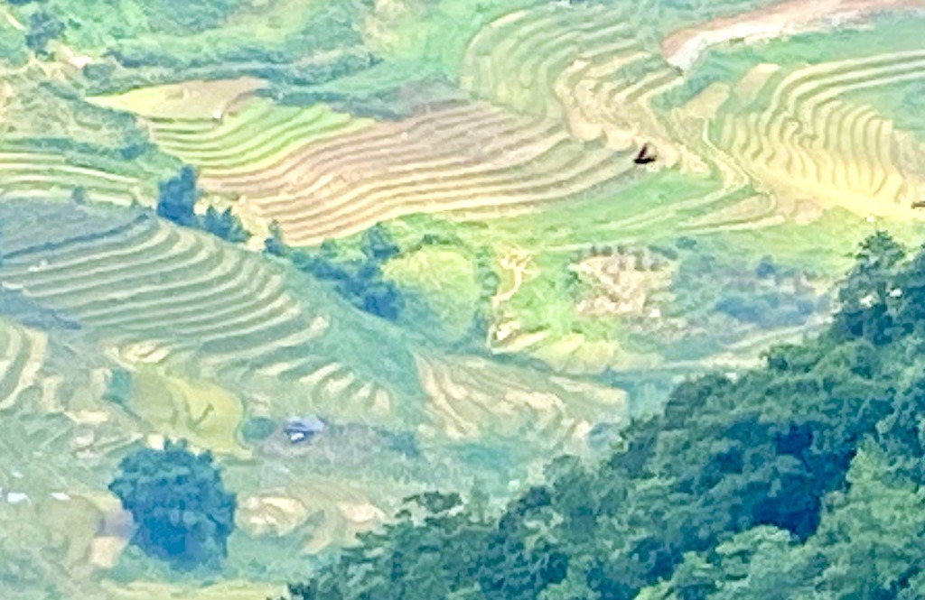 Rice fields-Trekking in Sapa