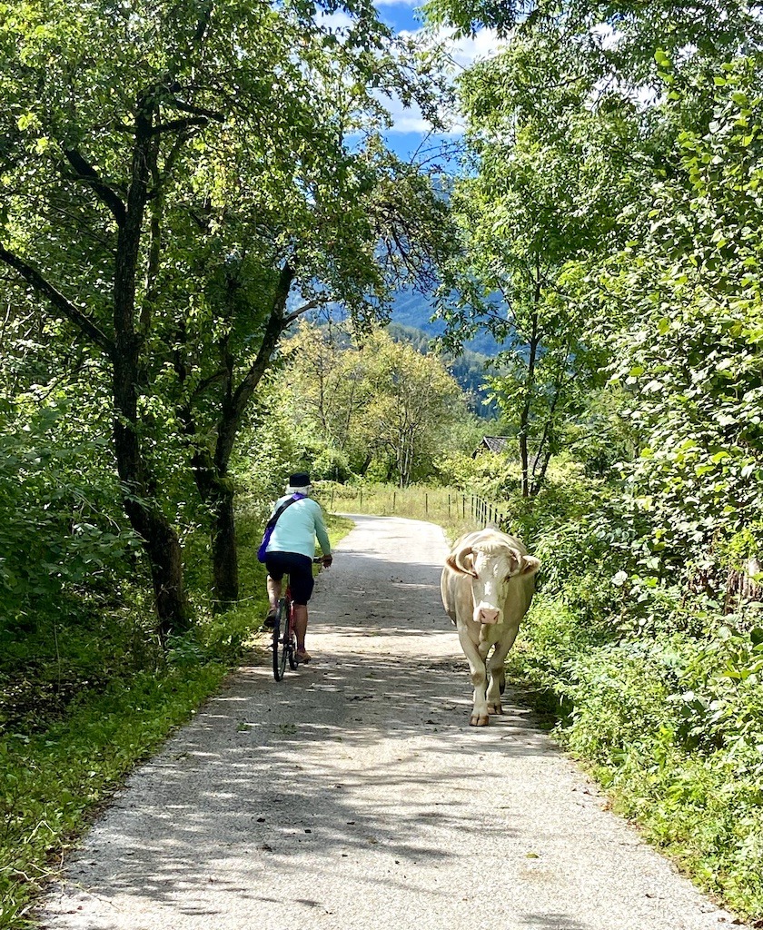 biking with cow-one of the outdoor adventures of Slovenia