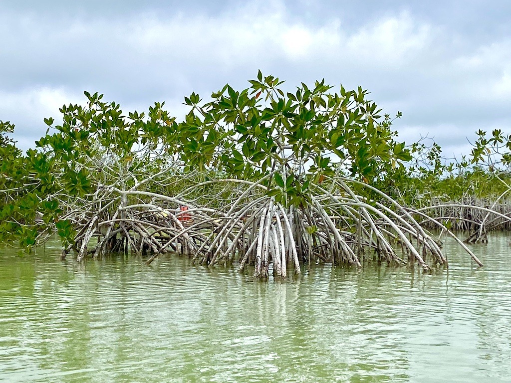 Kayaking in the mangroves of Lake Bacalar