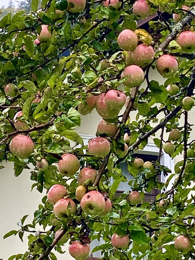 apple tree with many red apples