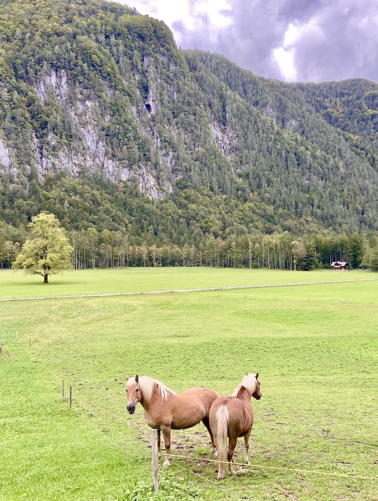 2 golden horses in pasture-outdoor adventures in the Logar Valley