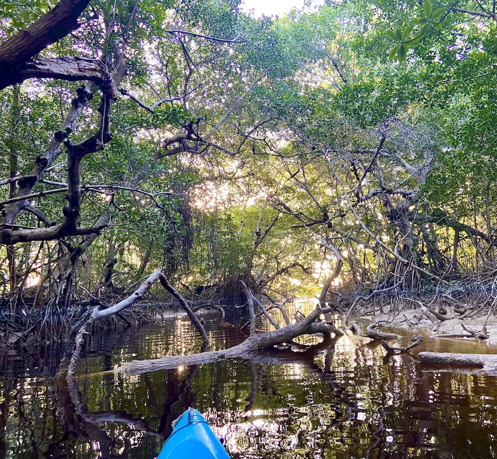 Mangrove forest and blue kayak-kayaking to flamingos Celestun