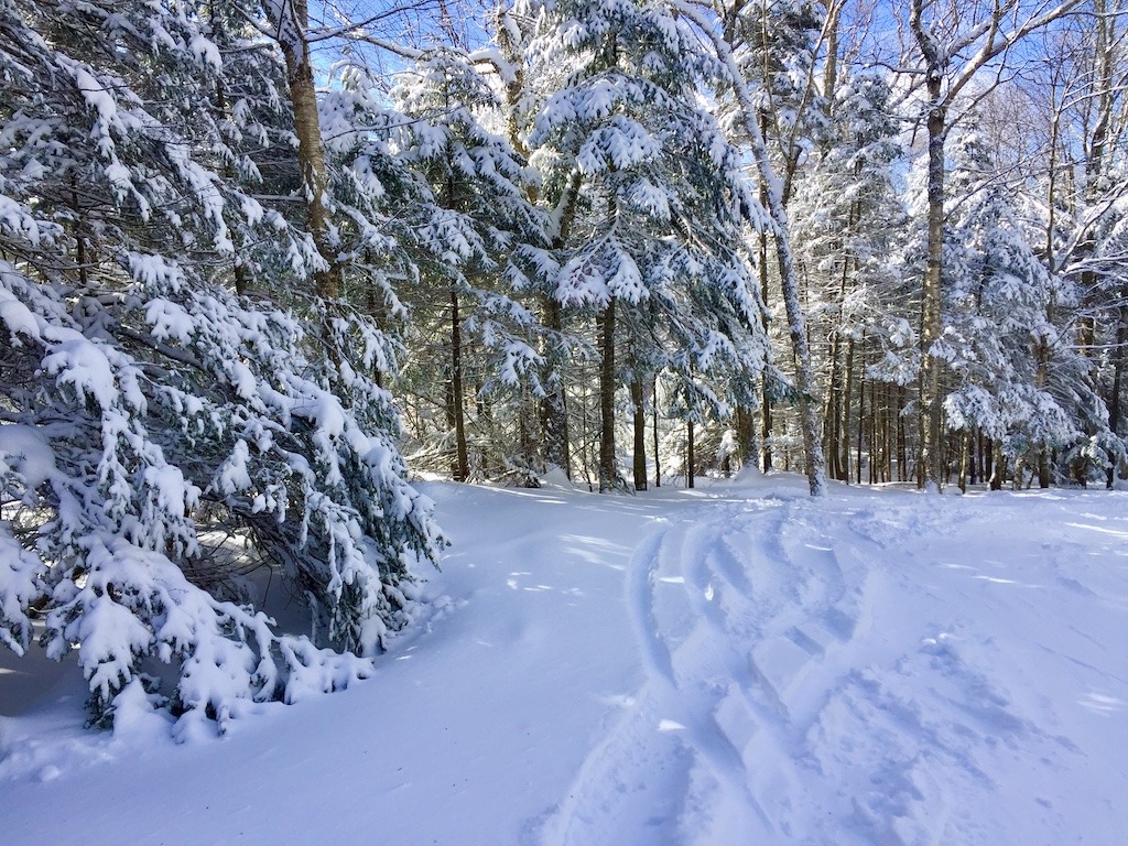 Powder snow and trees-cross country skiing centers near Burlington