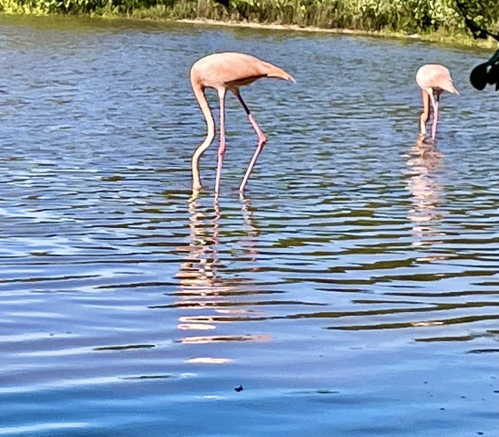 Two flamingos with heads underwater-kayaking to flamingos Celestun