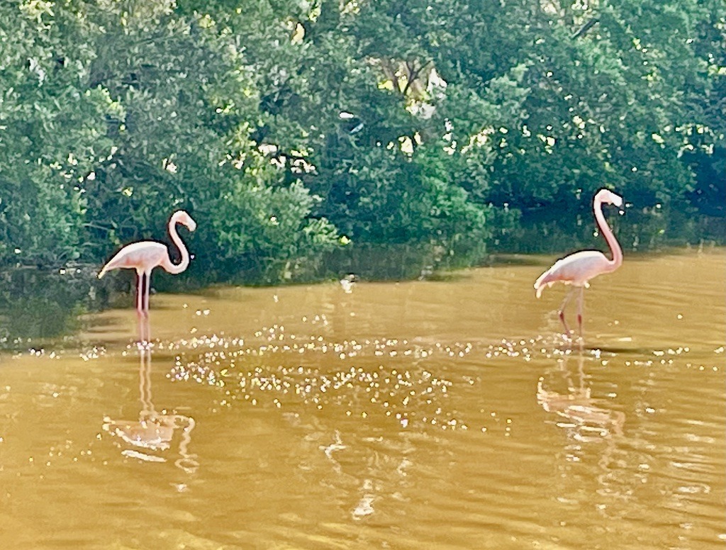 Two pink flamingos-kayaking to flamingos Celestun