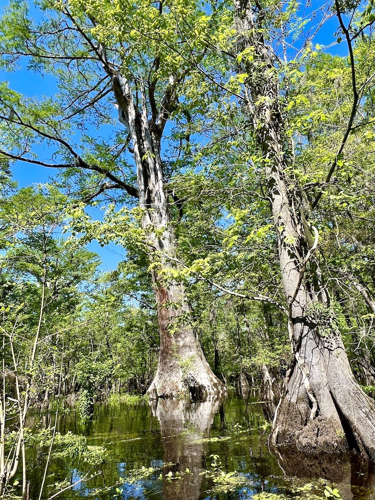 two big trees seen while Kayaking on the Three Sisters Swamp