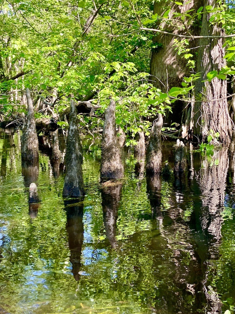 cypress knees - Kayaking on the Three Sisters Swamp