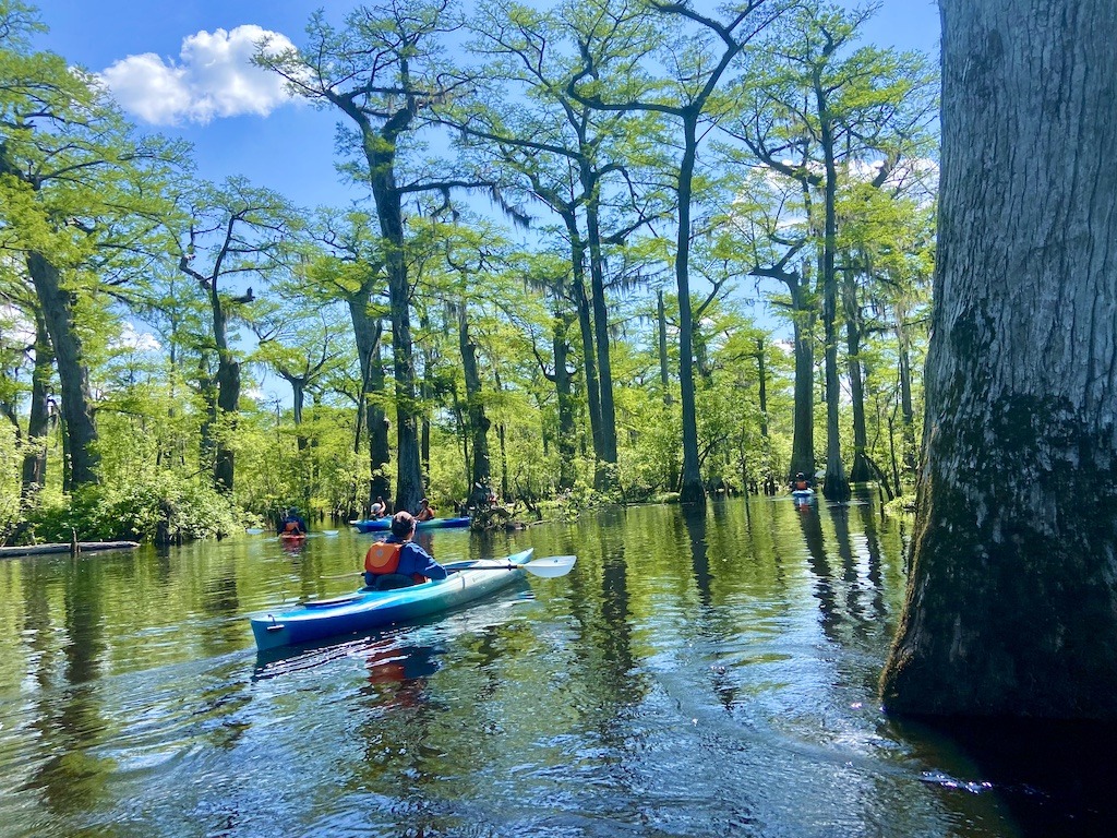 kayaks on river- Kayaking on the Three Sisters Swamp