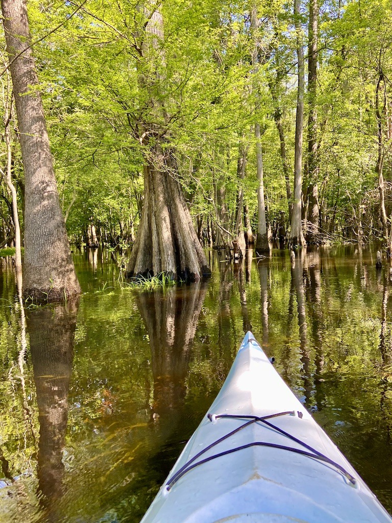 kayak and cypress trees
