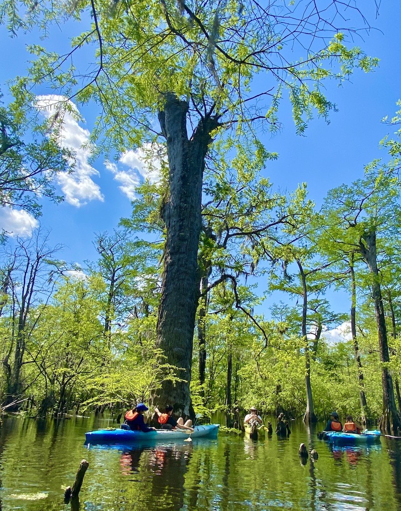 kayaks around tree- Kayaking on the Three Sisters Swamp